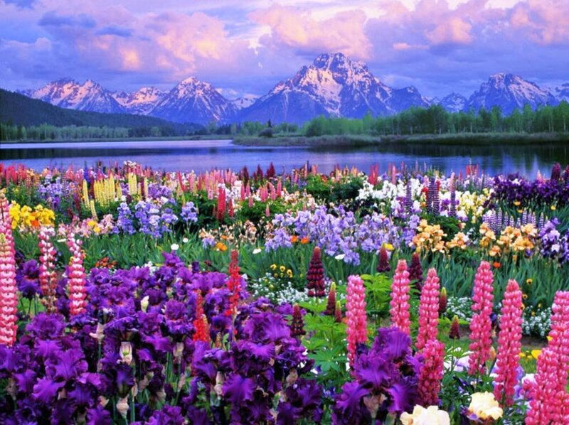 Colorful Flowers by Lake — Serene