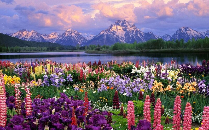 Colorful Flowers by Lake