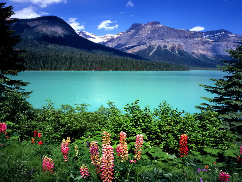 Colorful Flowers by Lake — Turquoise
