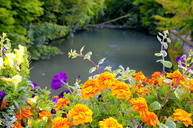 Colorful Flowers by Pond — Orange