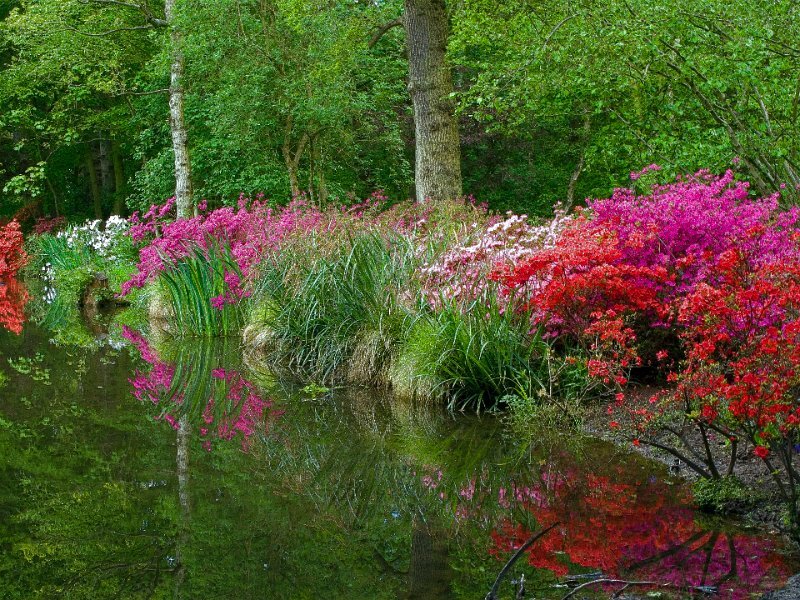 Colorful Flowers by Pond