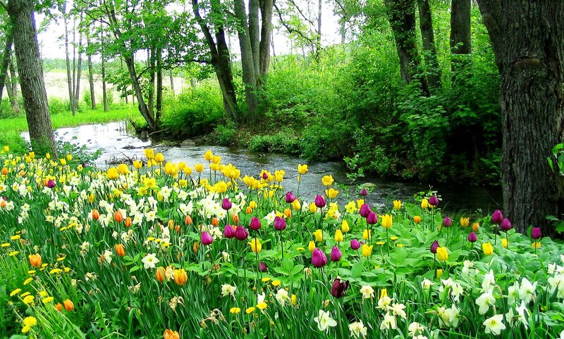 Colorful Flowers by Stream