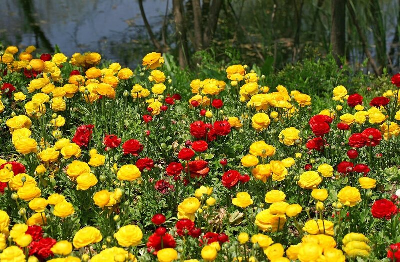 Colorful flowers by the water