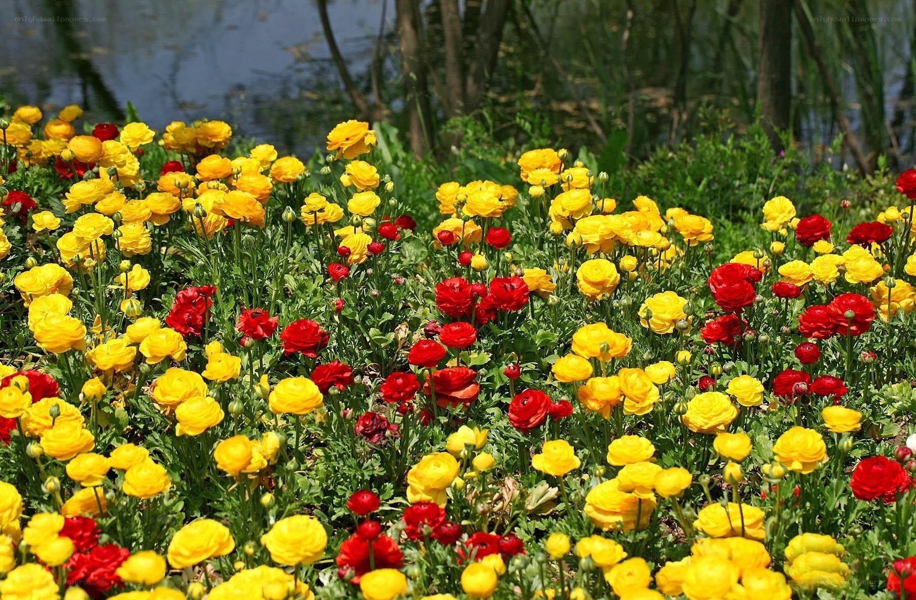 Colorful flowers by the water