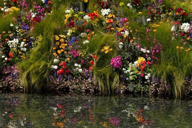 Colorful Flowers by Water — Green