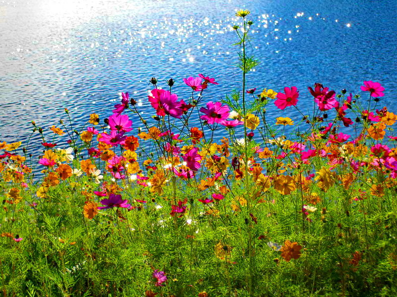 Colorful Flowers by Water