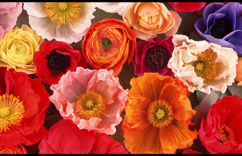 Colorful Flowers Close-up — Red