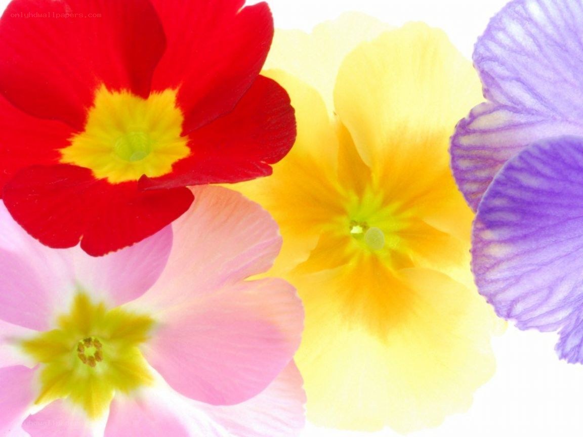 colorful flowers close-up