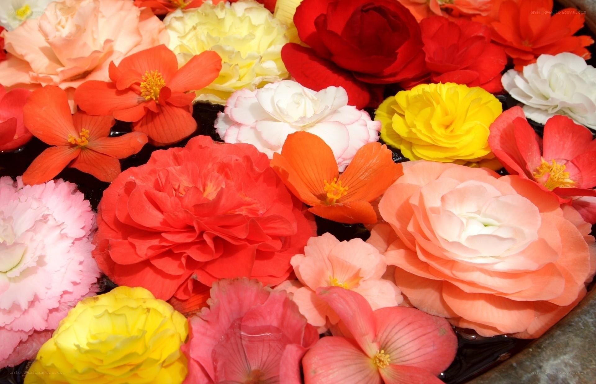 Colorful flowers floating on water