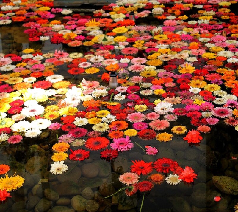 Colorful Flowers Floating — Red