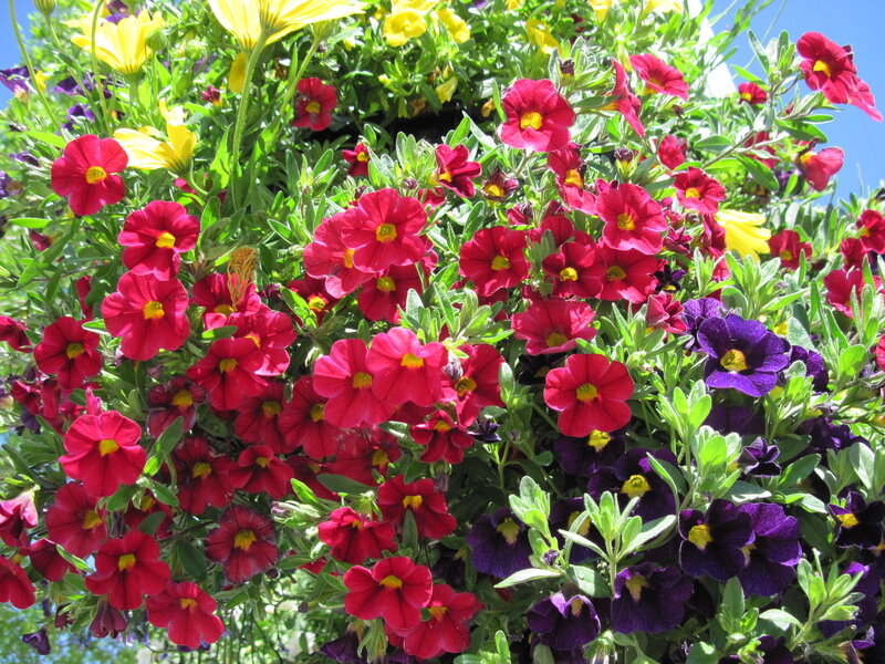 Colorful Flowers in a Basket