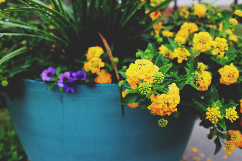 Colorful flowers in a blue pot