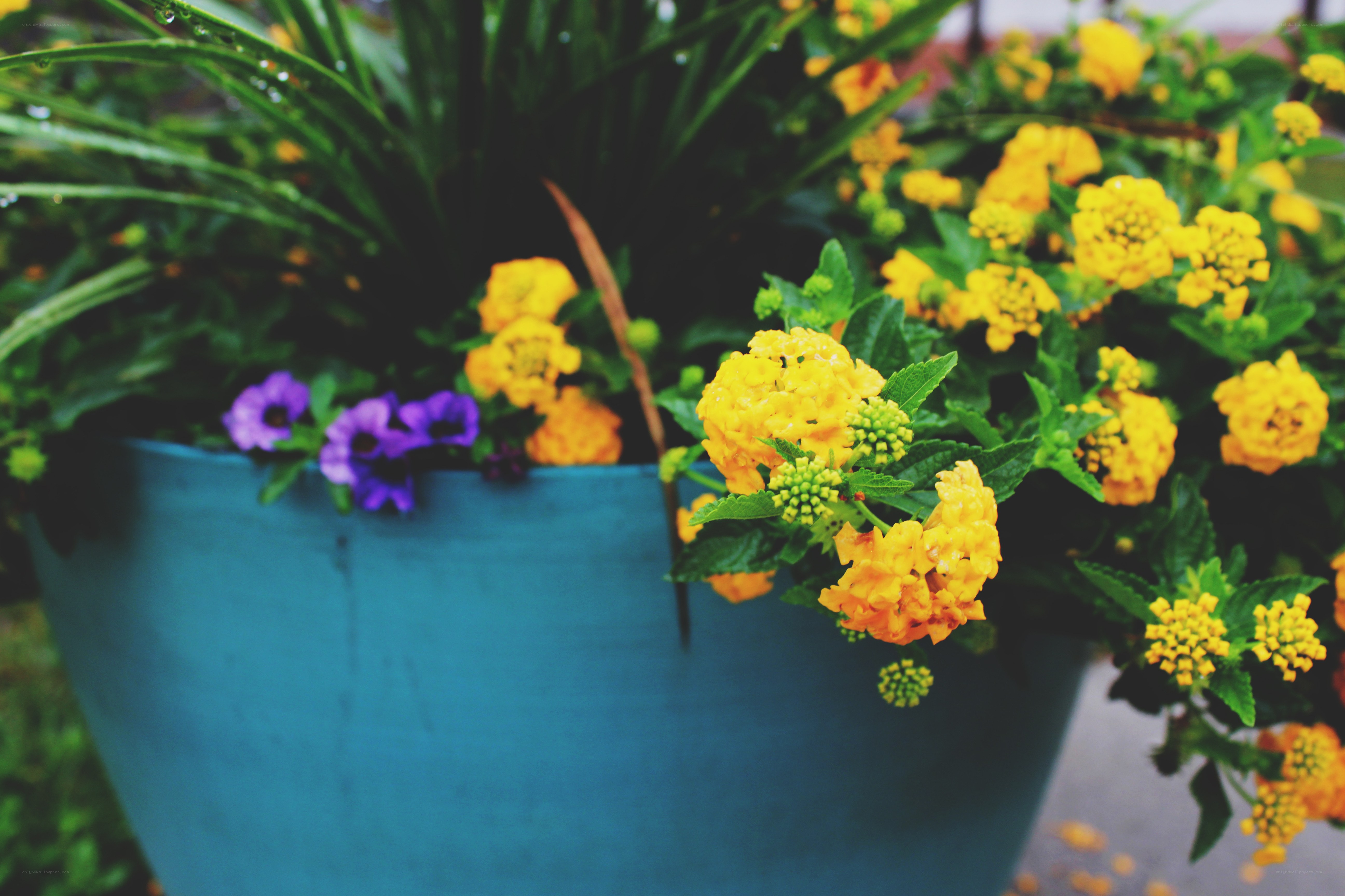 Colorful flowers in a blue pot