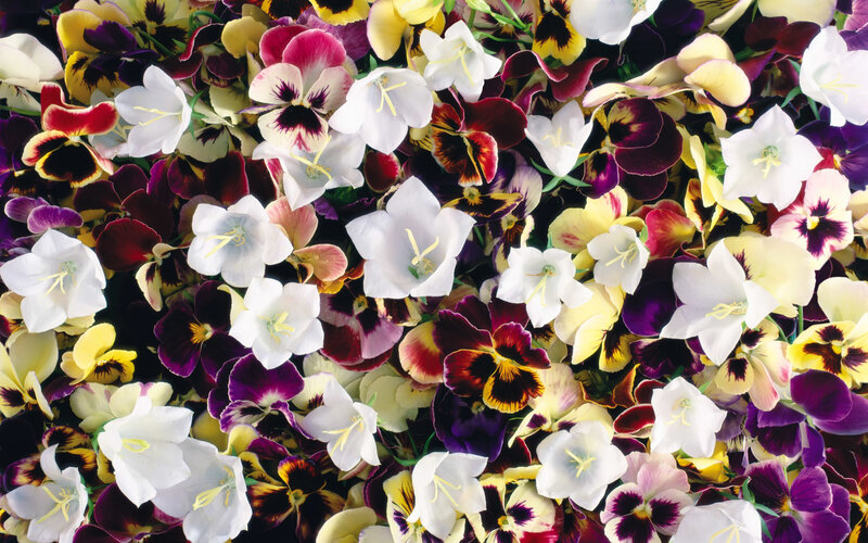 Colorful flowers in a dense arrangement