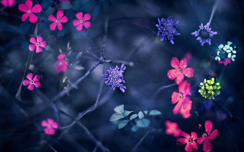 Colorful flowers in a dreamy garden