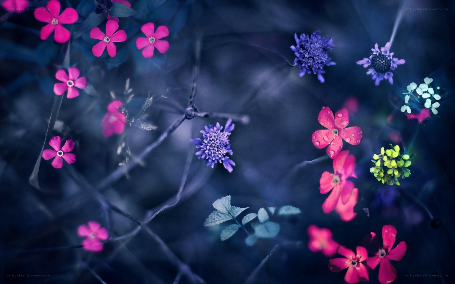 Colorful flowers in a dreamy garden