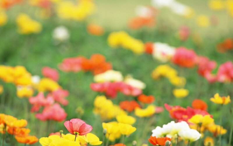 Colorful flowers in a field