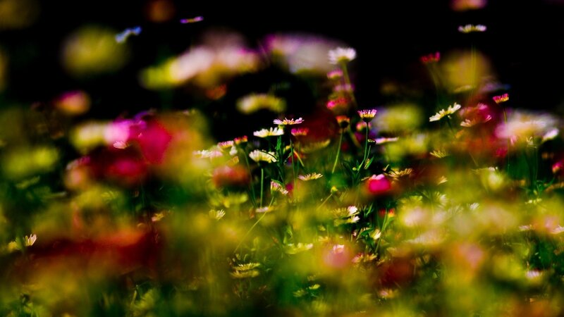 colorful flowers in a field