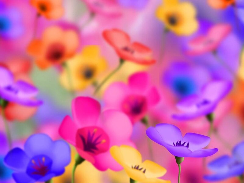 colorful flowers in a field