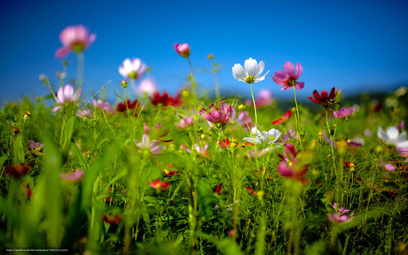 Colorful flowers in a field
