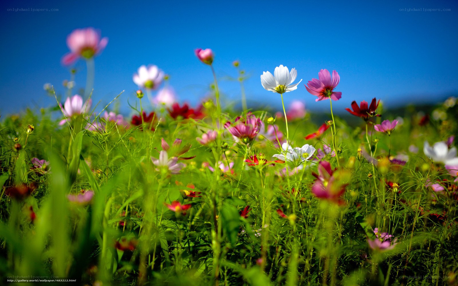 Colorful flowers in a field