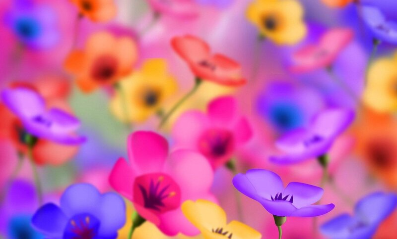 colorful flowers in a field