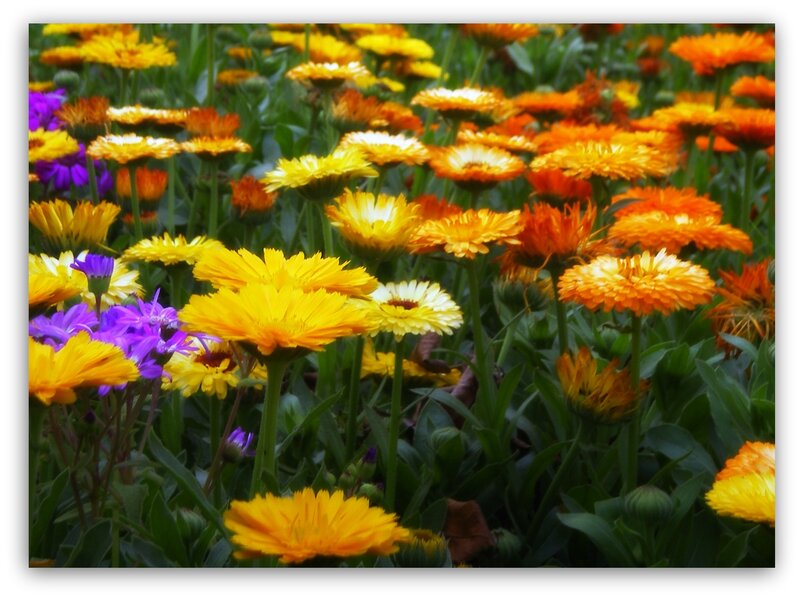 Colorful Flowers in a Field — Yellow