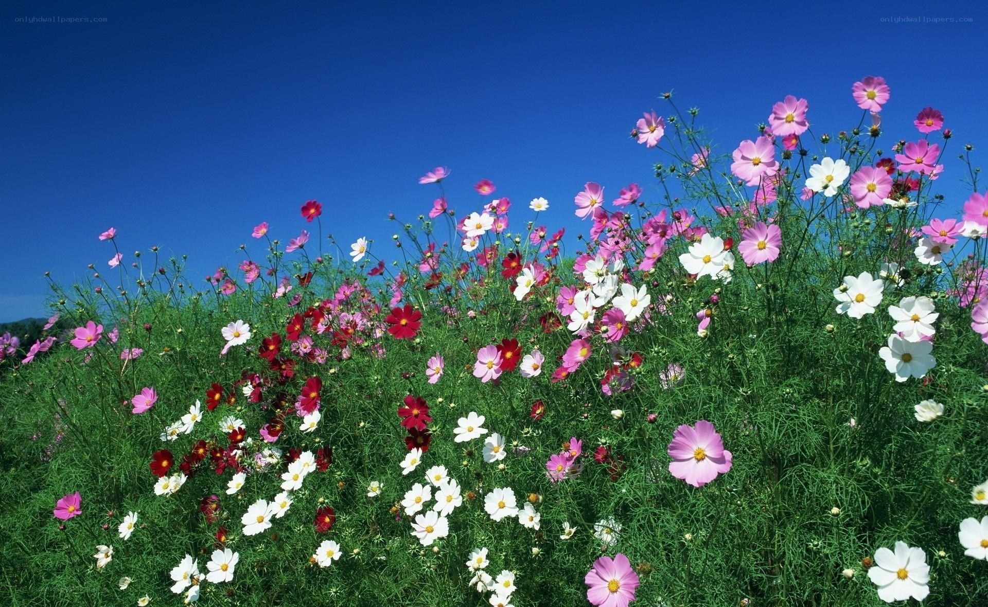 Colorful flowers in a field