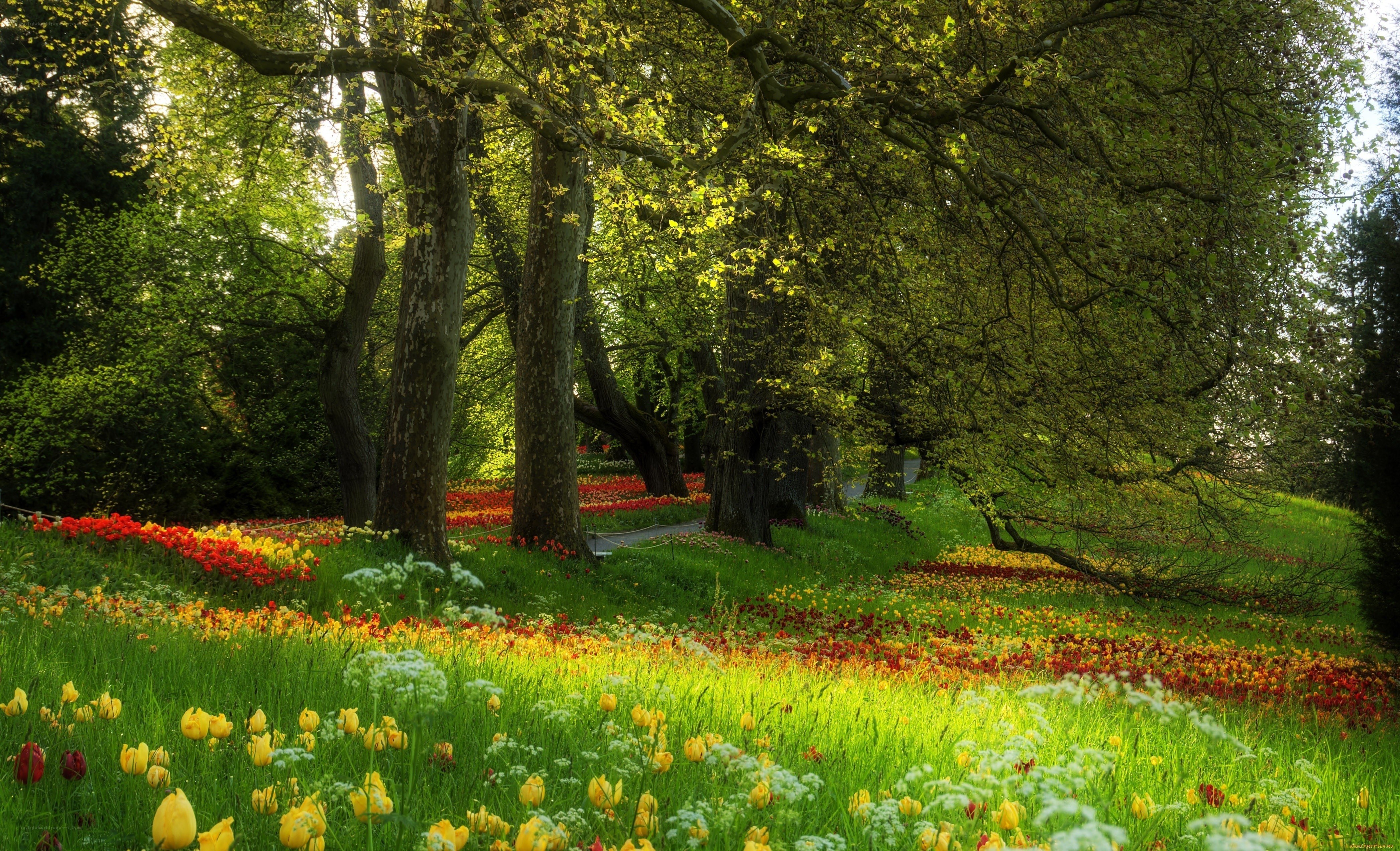 Colorful flowers in a forest
