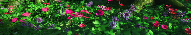 colorful flowers in a forest