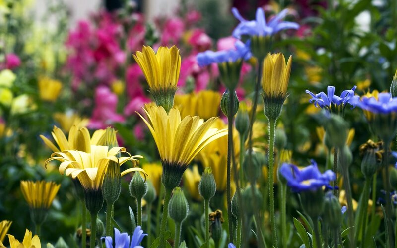 Colorful flowers in a garden