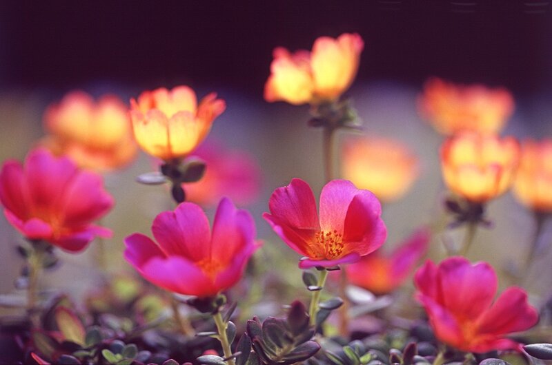 Colorful flowers in a garden