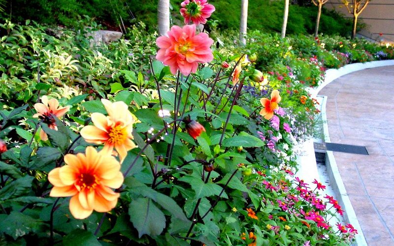 Colorful flowers in a garden