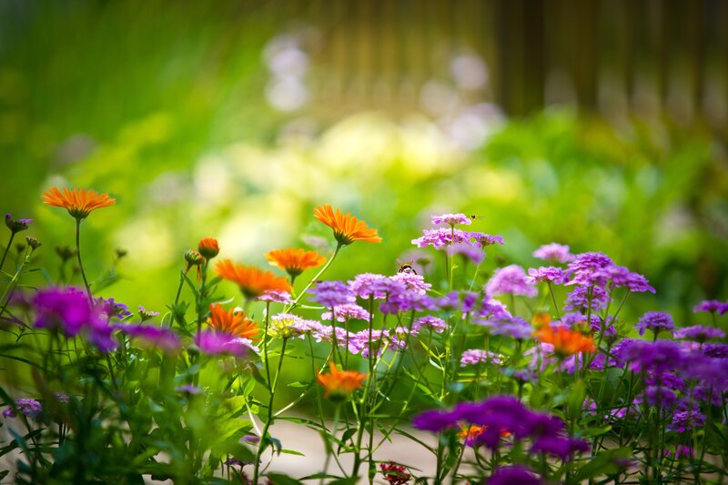 Colorful flowers in a garden