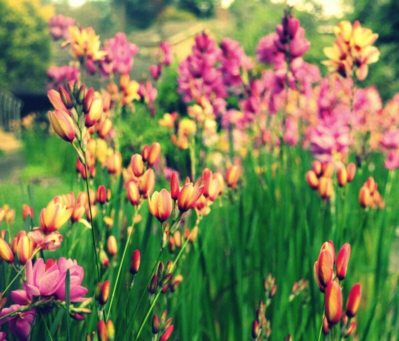 Colorful flowers in a garden