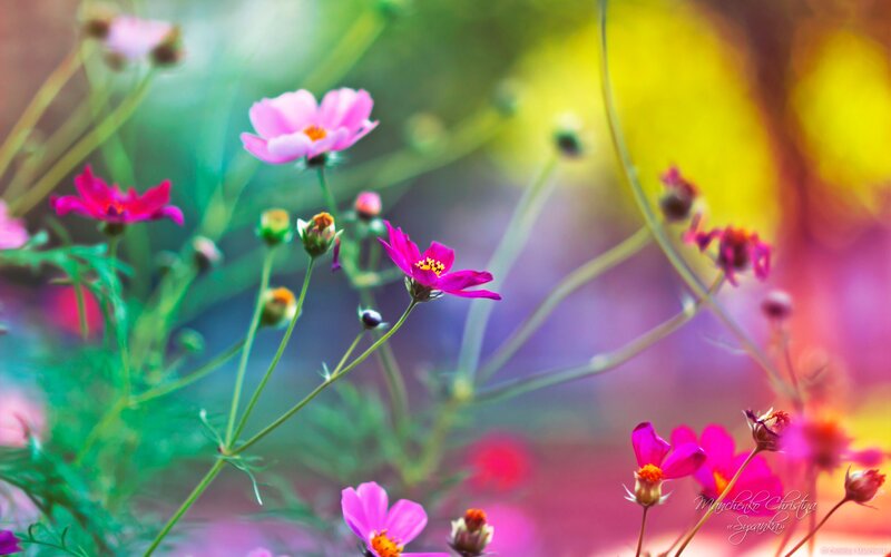 Colorful flowers in a garden