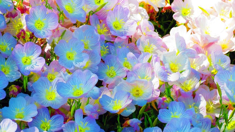 Colorful flowers in a garden