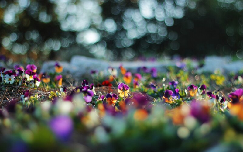 Colorful flowers in a garden