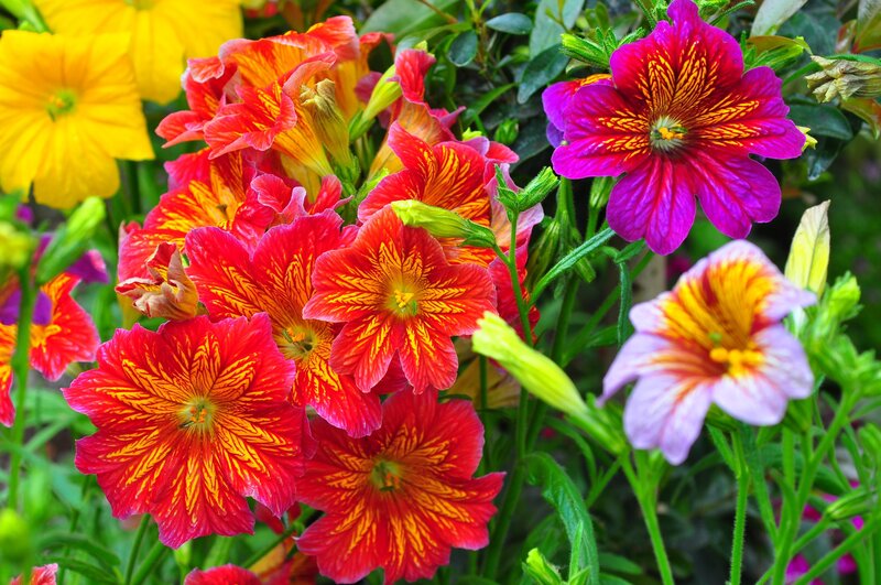 Colorful flowers in a garden