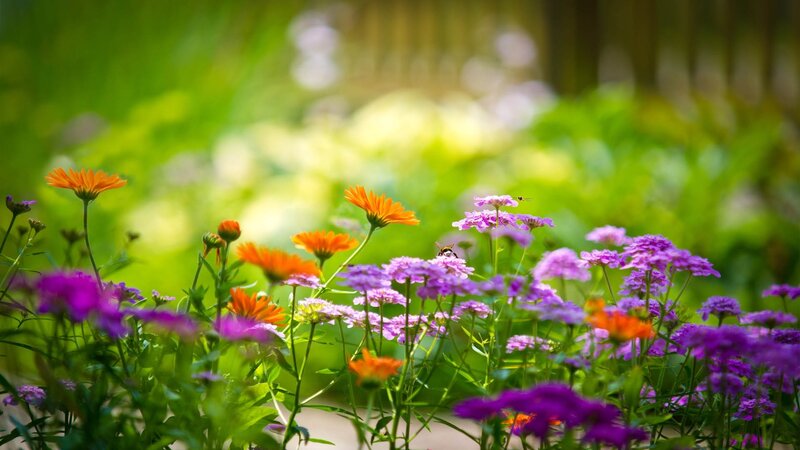 Colorful flowers in a garden