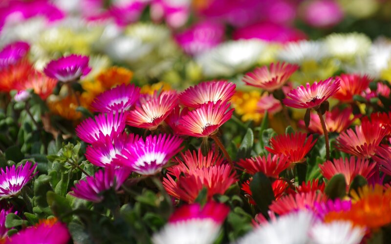 Colorful flowers in a garden