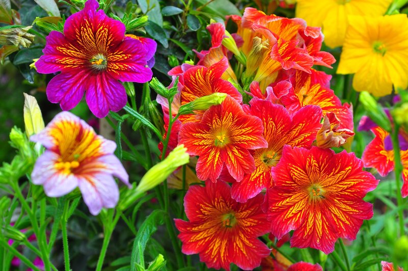 Colorful flowers in a garden