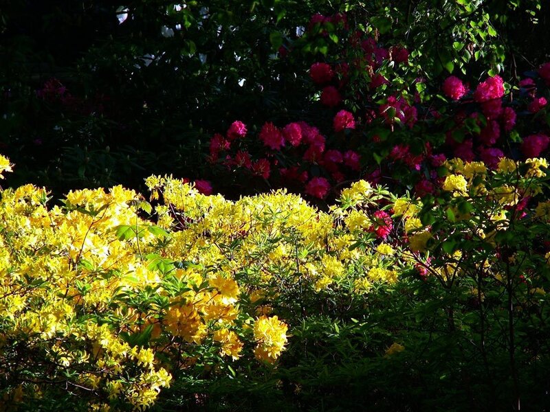 Colorful flowers in a garden