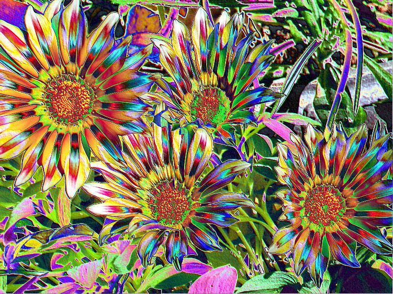Colorful flowers in a garden