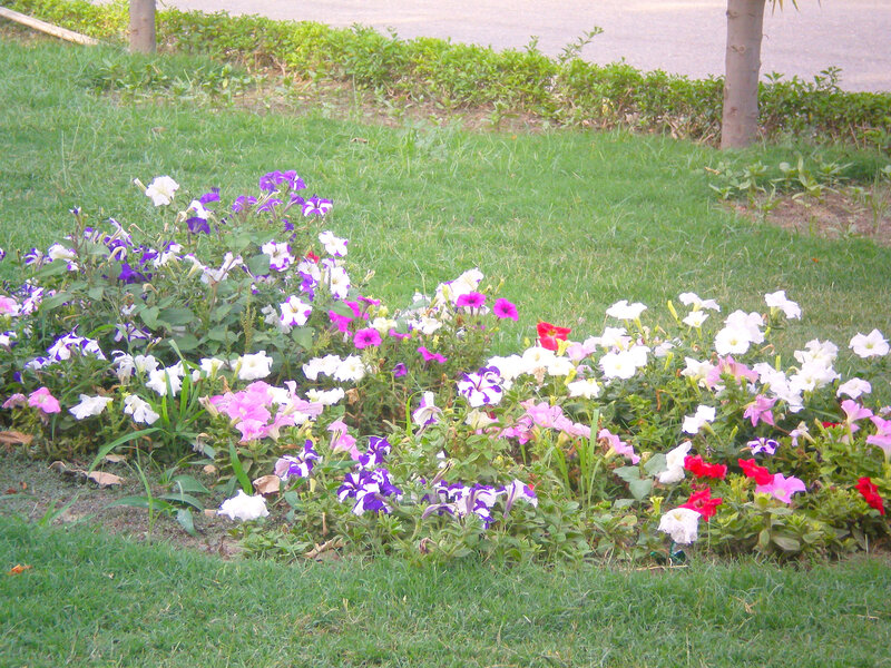 colorful flowers in a garden