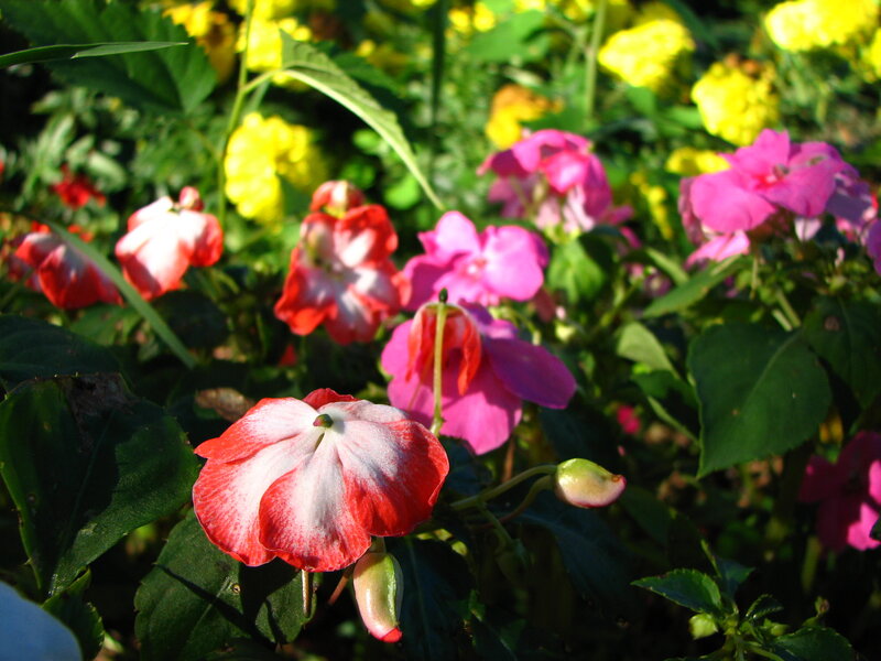 Colorful flowers in a garden