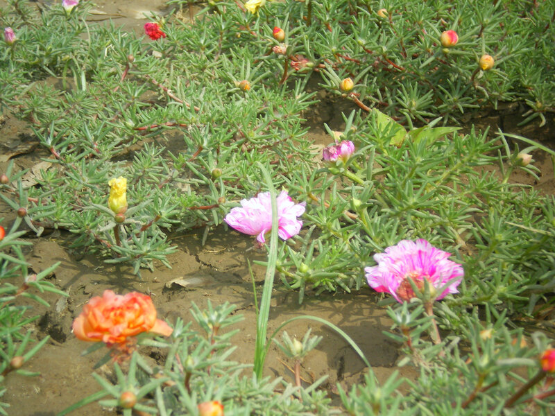 colorful flowers in a garden