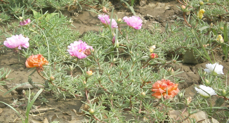 colorful flowers in a garden