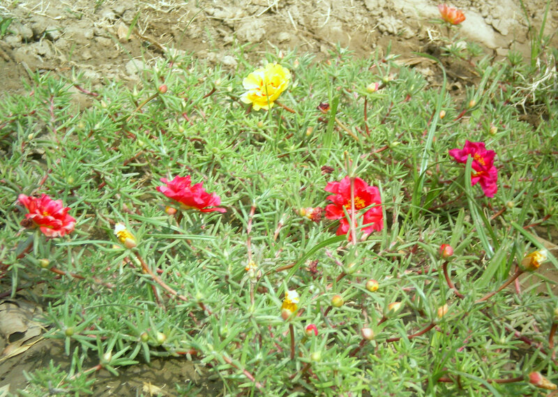 Colorful flowers in a garden