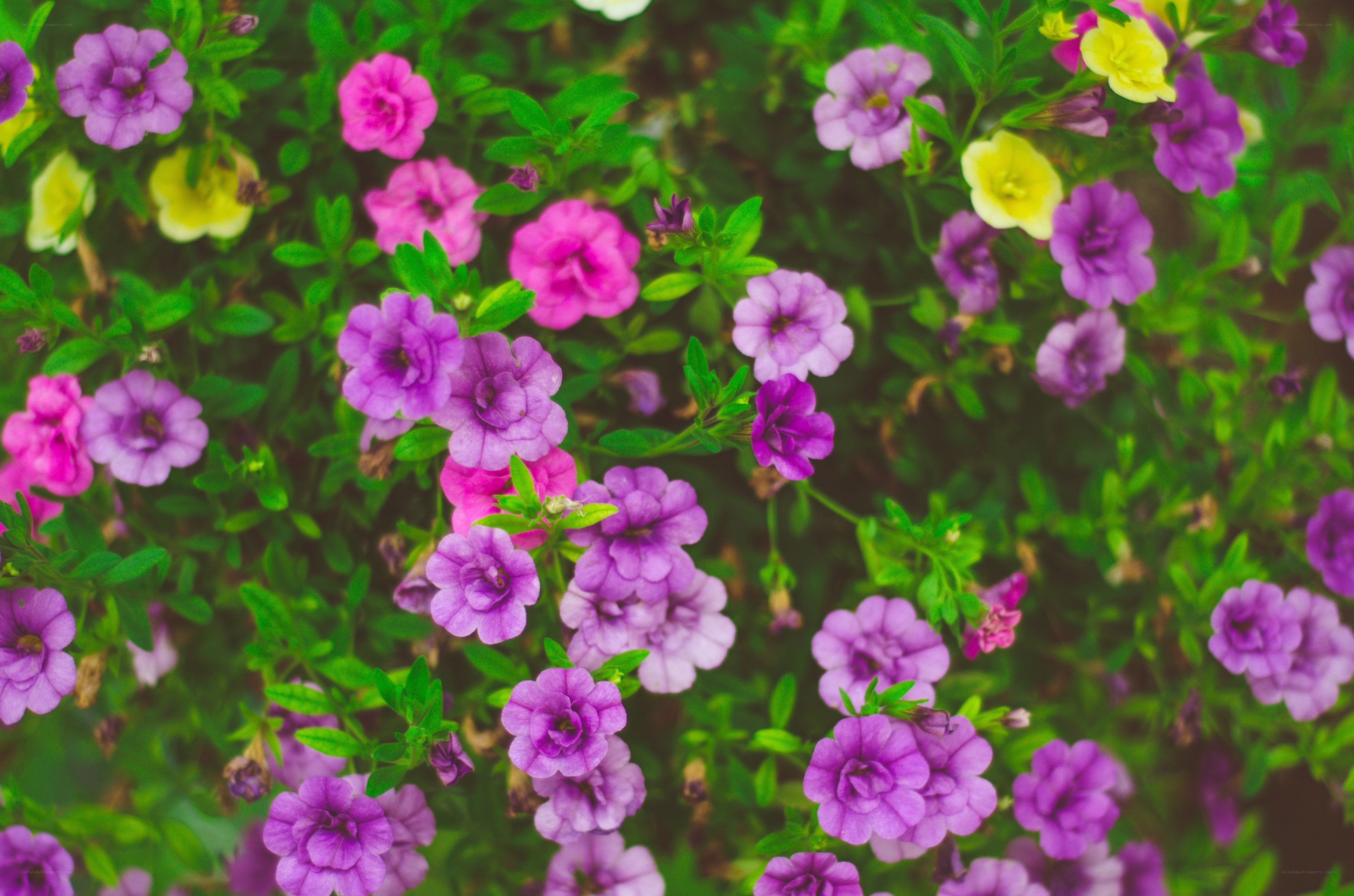 Colorful flowers in a garden